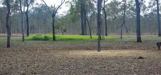 Wallaby impact is real!